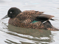 Laysan Duck